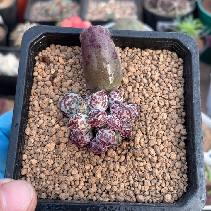 503精控丸叶小海豹