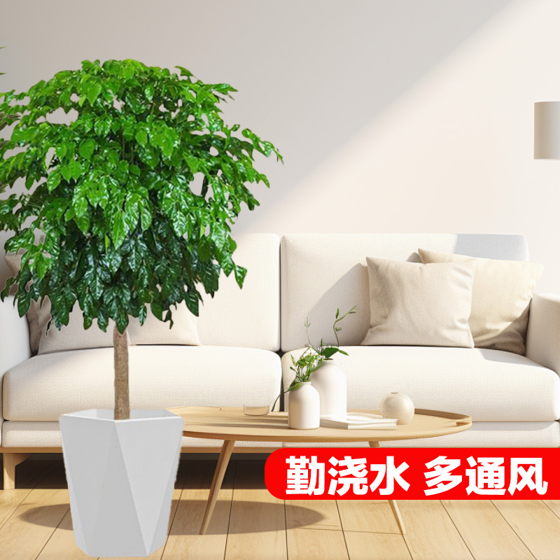 1-1.2米棒棒糖幸福树绿宝树室内绿植绿植盆栽