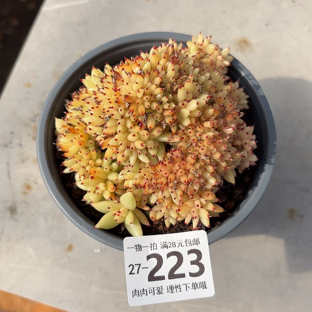 爱***辰虎鲸缀化无盆土发货无盆