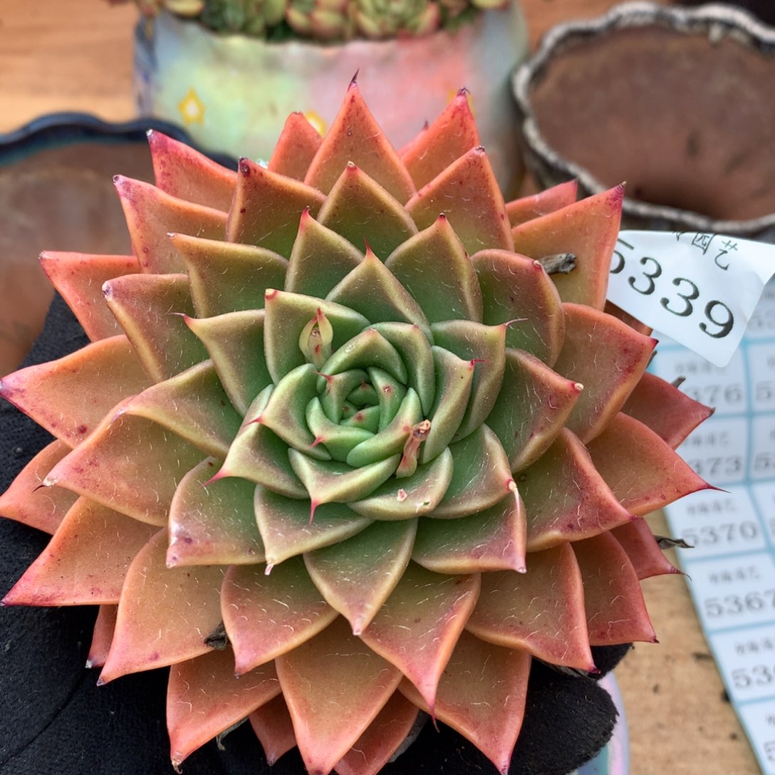 5339杂交多肉植物