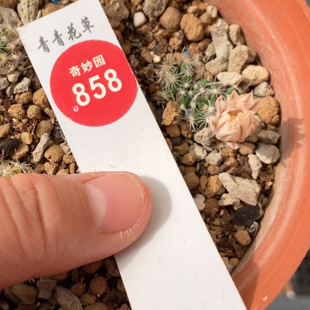 实生双头关白一棵