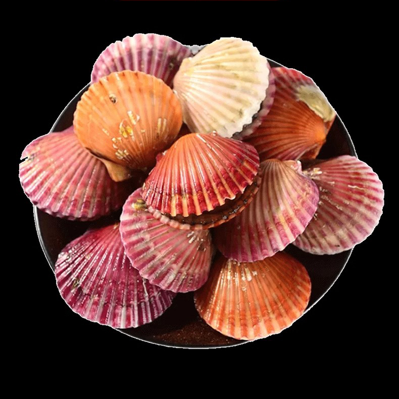 新鲜 扇贝 约3斤/份