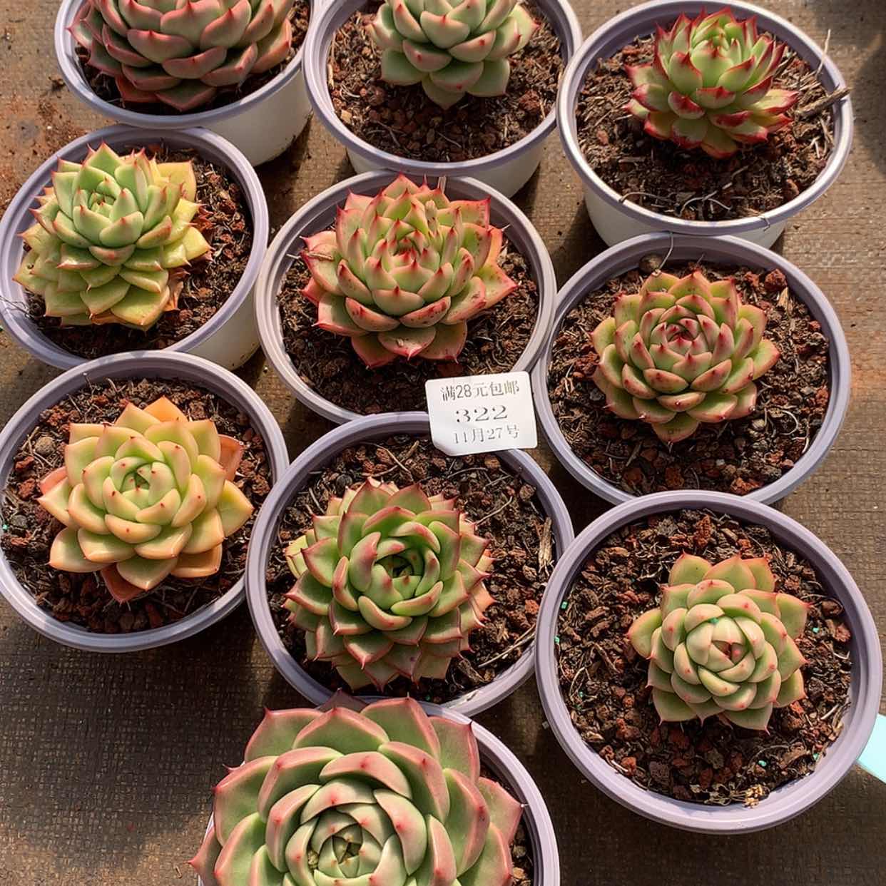 【闪购商品】云322号线