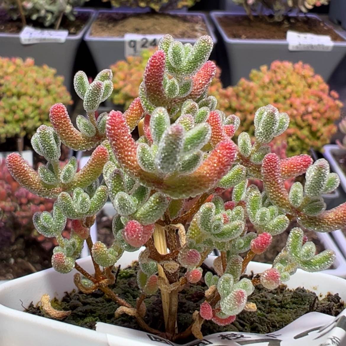 【闪购商品】q273直杆三叉实生粉冰晶杂
