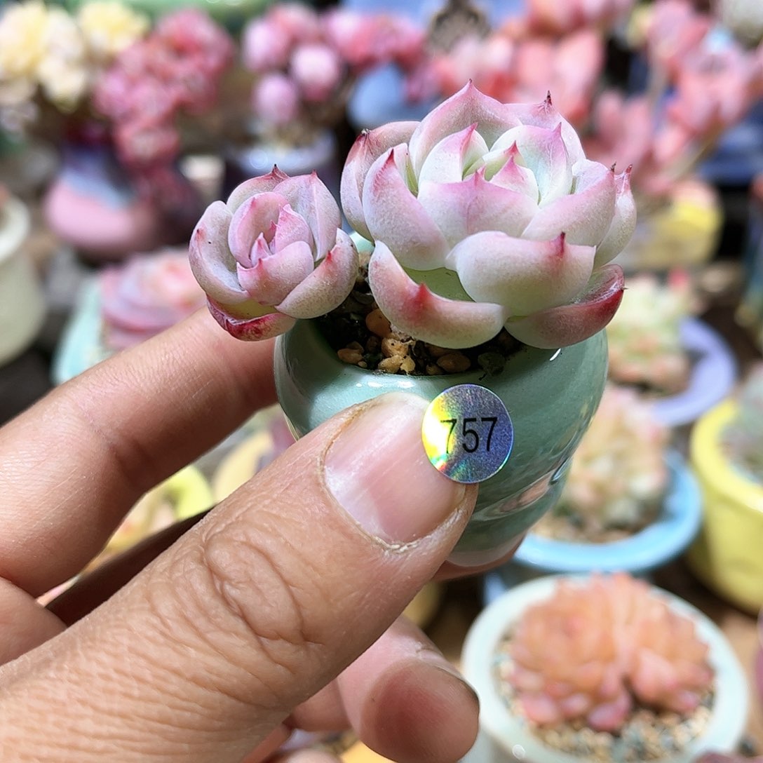 孤星 含盆含土发货 30包邮偏远除外