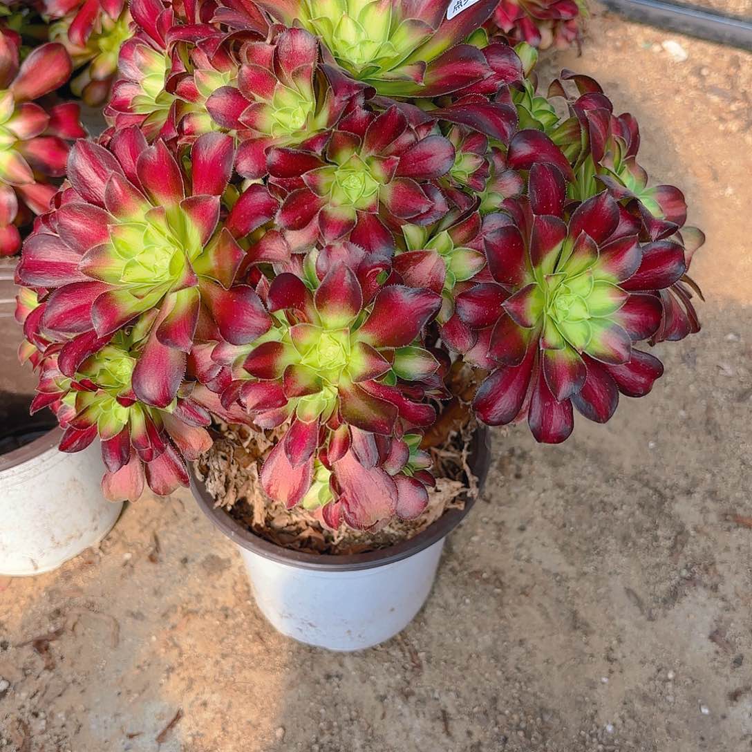 韶华多肉植物64园艺