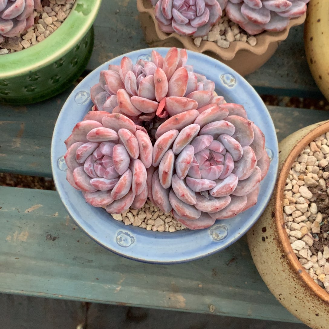 石榴籽小脸花花花