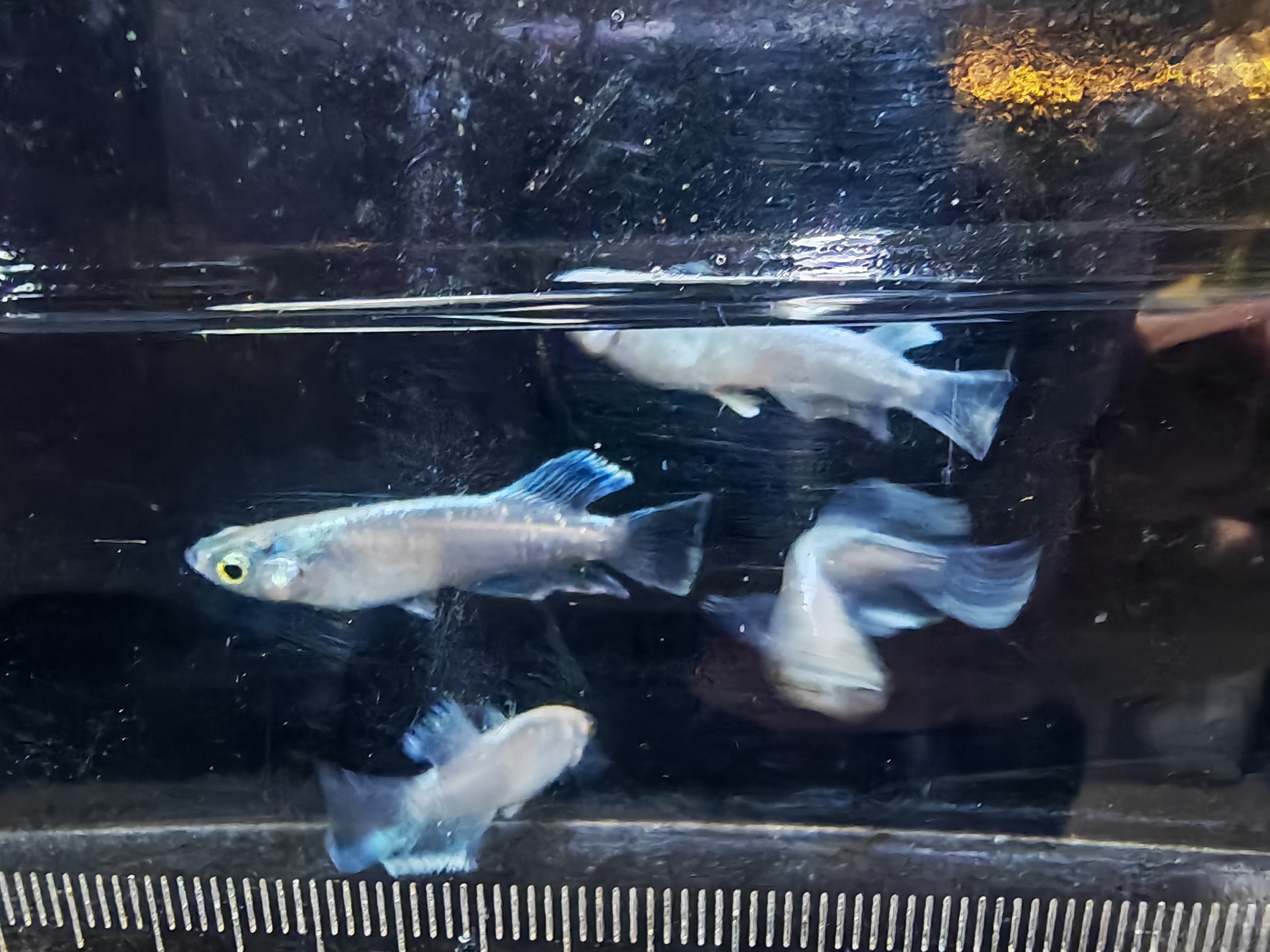 观背青鳉一物一拍