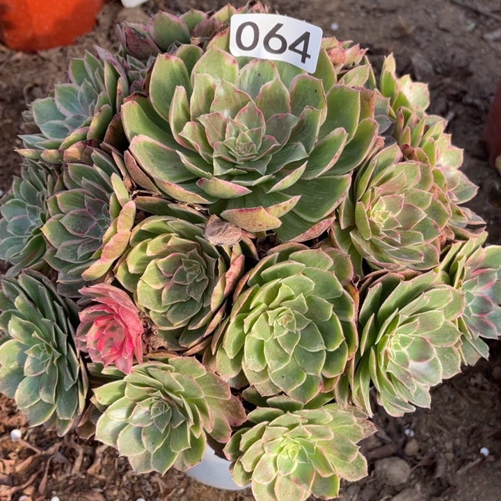 无花朵064多肉植物莲花座