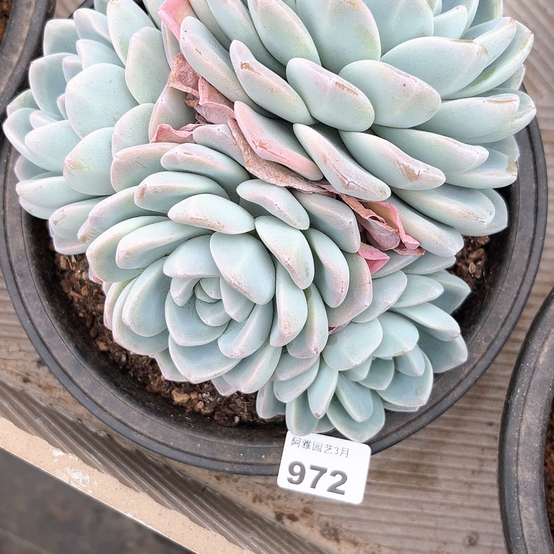 阿雅园艺。    972