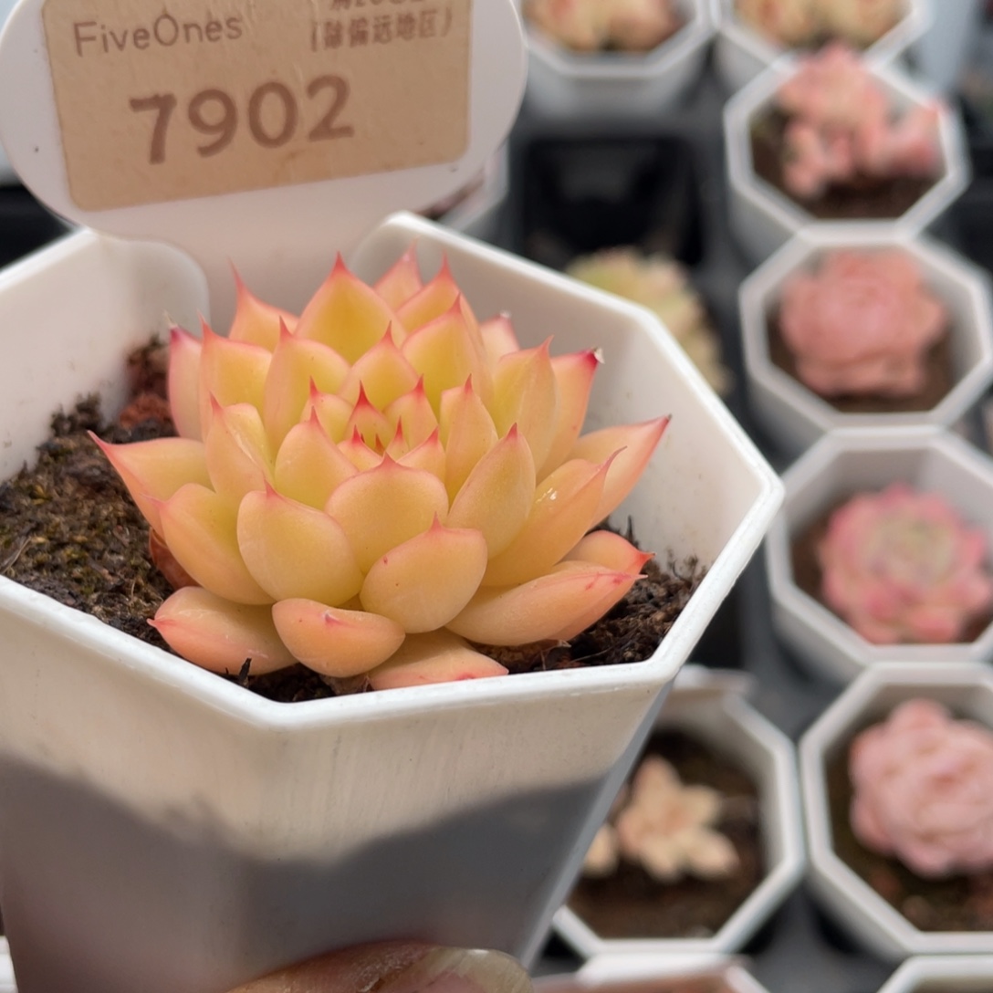 闪光7902-4.5厘米