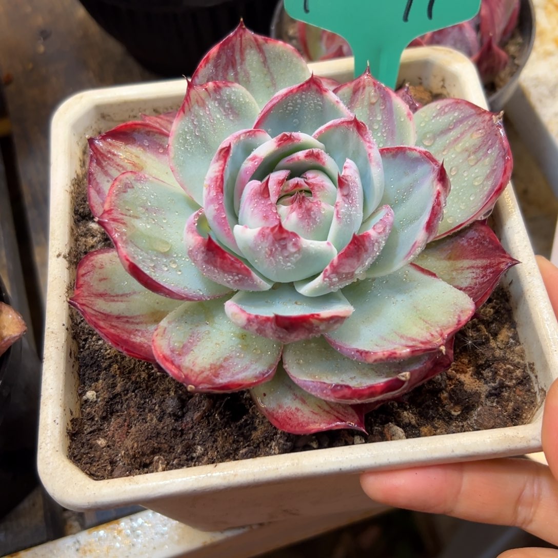 秀***惊鸿10091号一物一拍