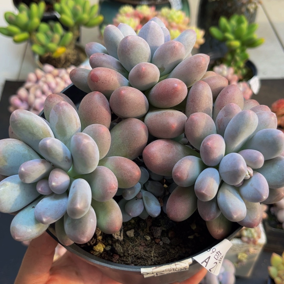 2171蛋黄奶13cm多肉