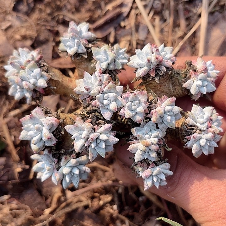 仙女杯多肉植物提取