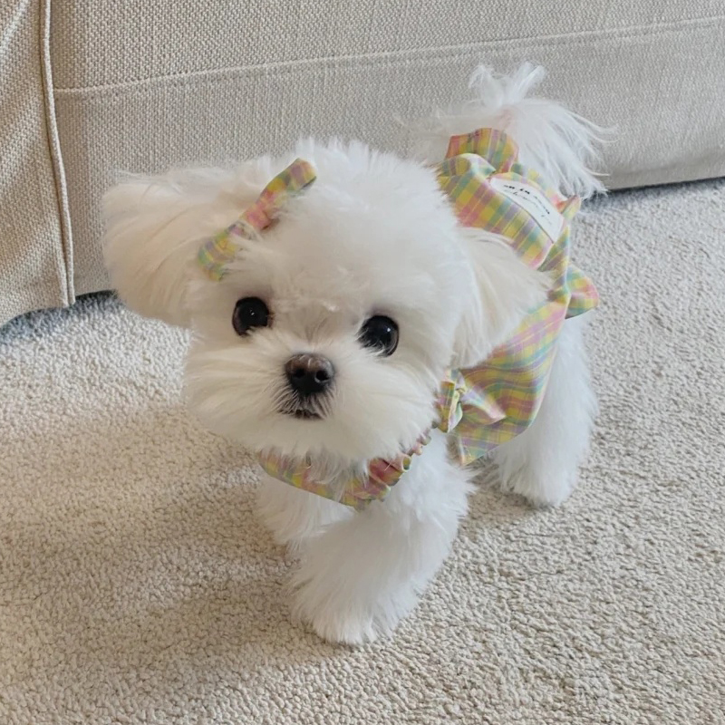 纯种马尔济斯犬幼犬韩版超小体双血统宠物狗全国犬舍茶杯犬