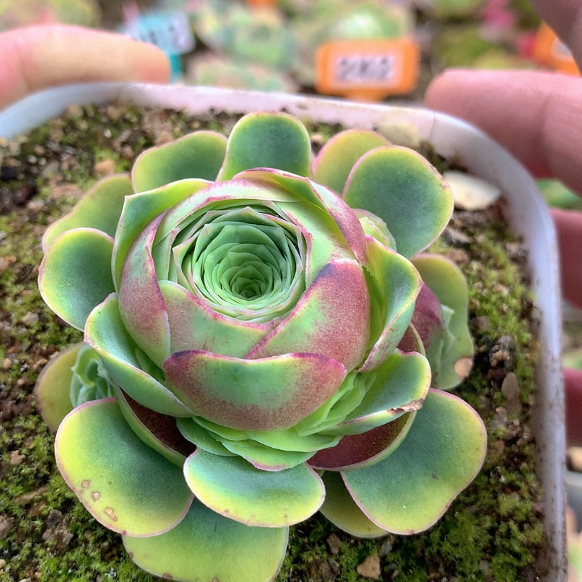 【闪购商品】307ys