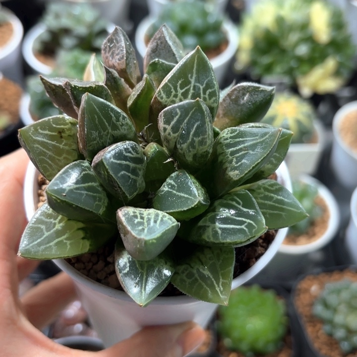唐草寿多肉植物哈哈