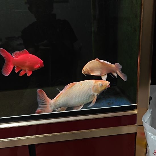 蝴蝶鲤鱼蝴蝶鲤，包邮包活包对版，其它不包！