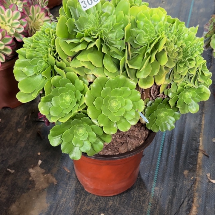 绿羊绒缀306多肉法师一物一拍