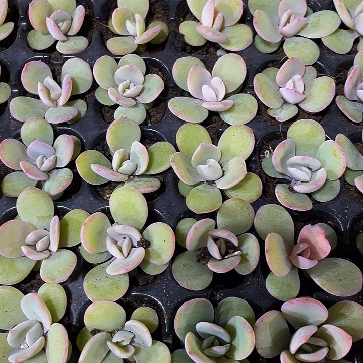 小奶茶1元带土发货