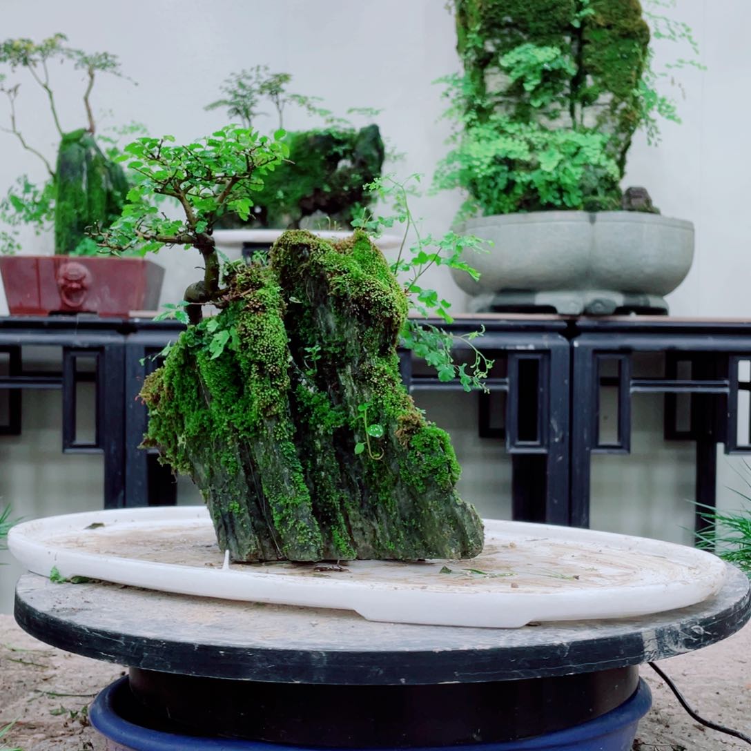 无铅玻璃随*铁线蕨等植物的叶片上