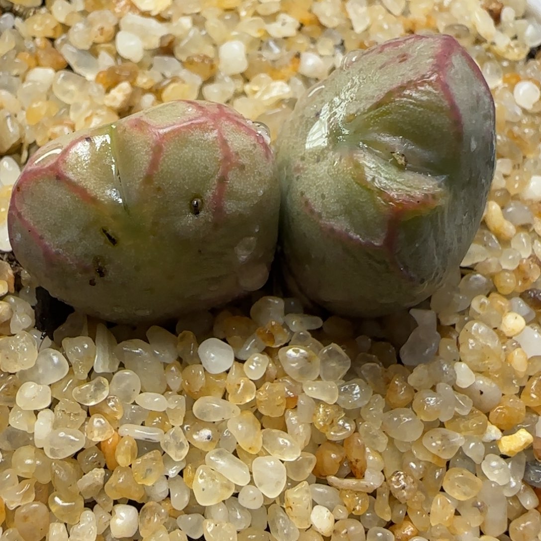 2.1号多肉雷神SP8号