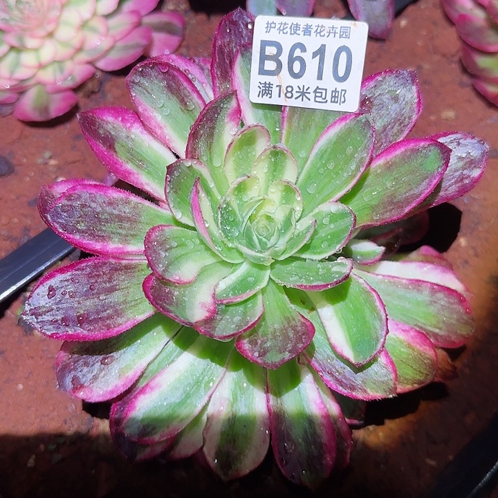 多肉法师海王捧花