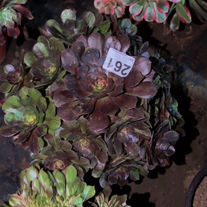 261万圣节多肉植物不售后