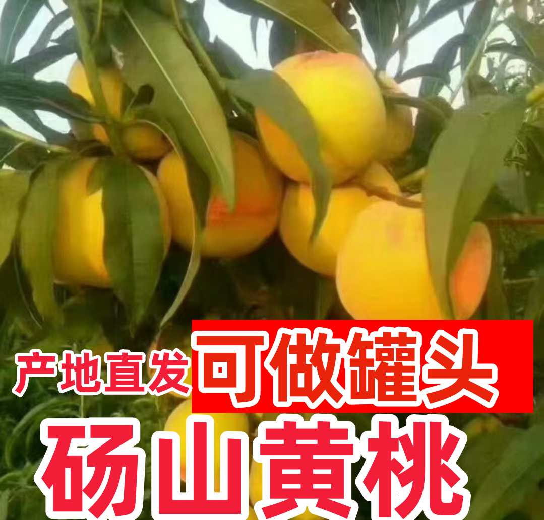 砀山正宗19黄桃新鲜鲜果酸甜可做黄桃罐头硬果