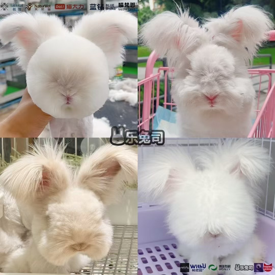英系德系兔子活体宠物熊脸爆毛可做造型好养