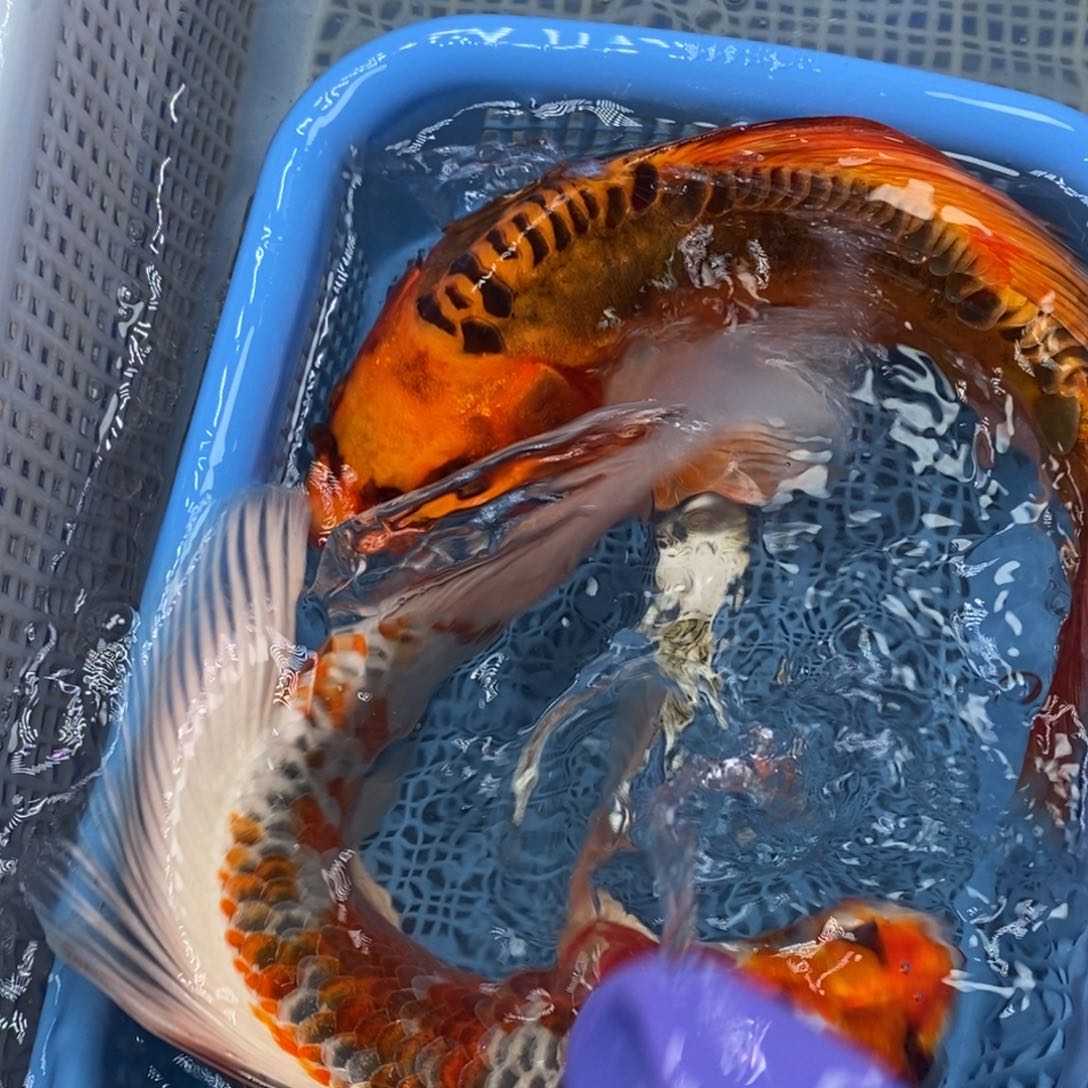 锦鲤冷水锦鲤包邮