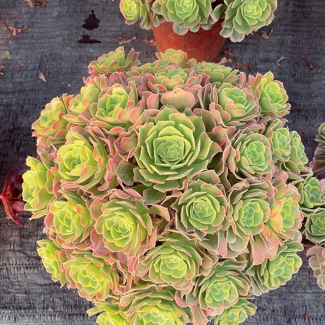 法师多肉植物特斯拉