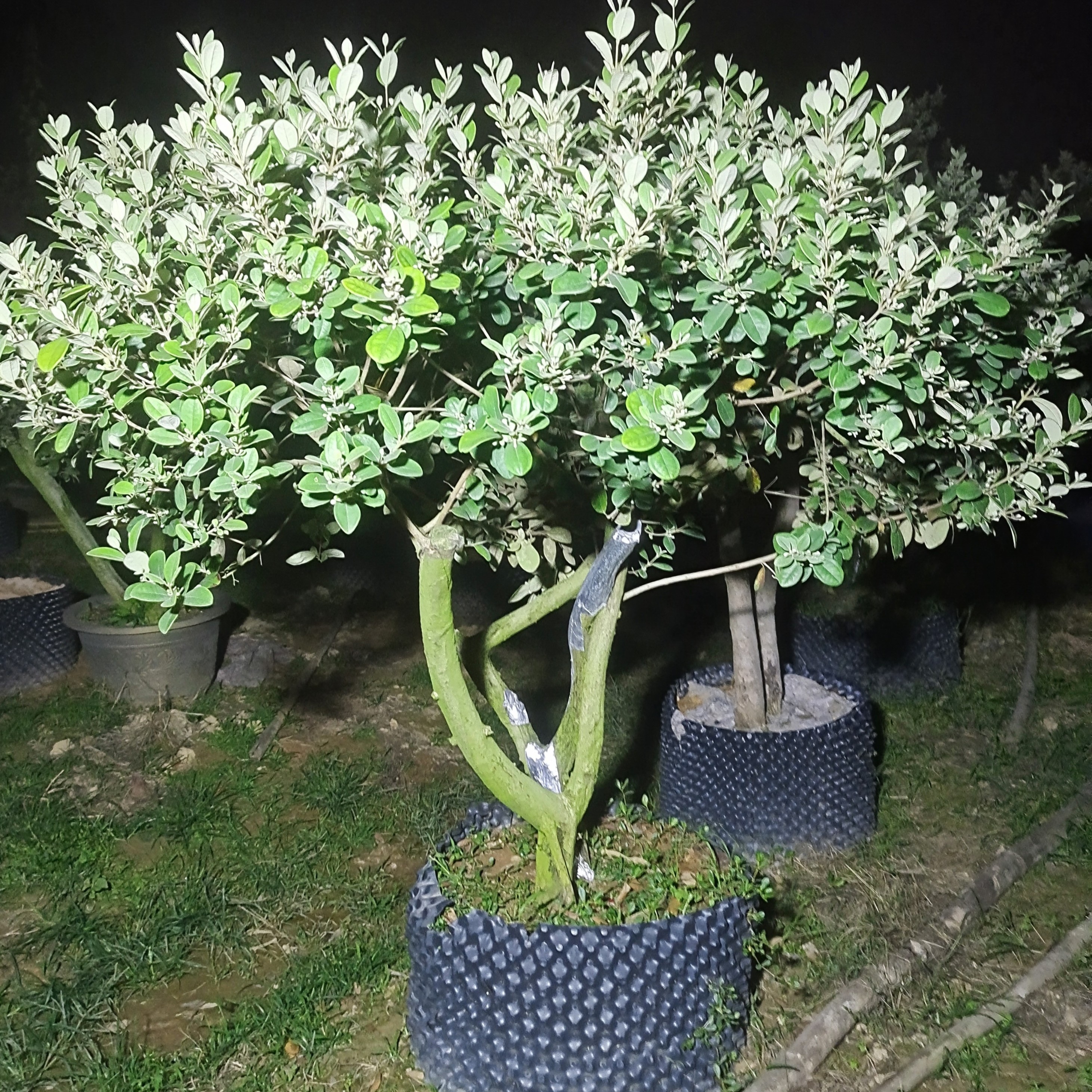 桃金娘，防霜冻,解冻害，防冬眠套餐