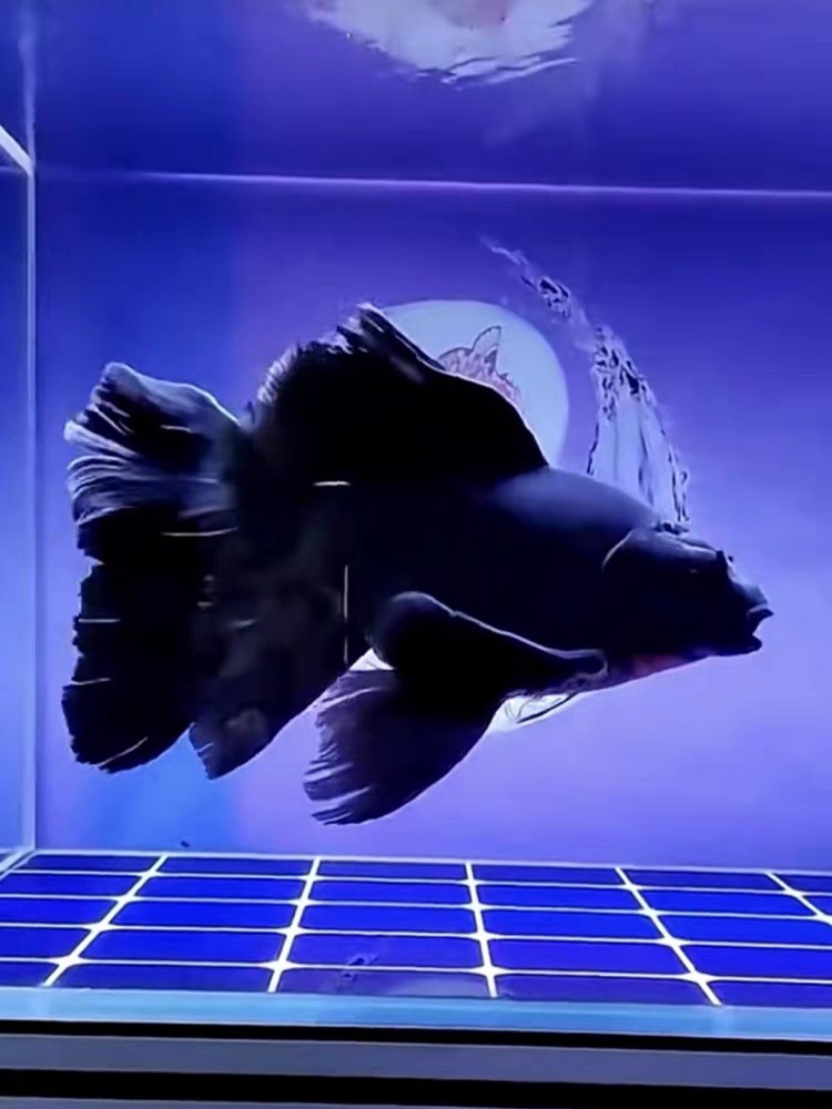 701-800号一物一拍，锦鲤蝴蝶鲤、兰寿、泰狮、玛丽、玛雅冷水淡水鱼