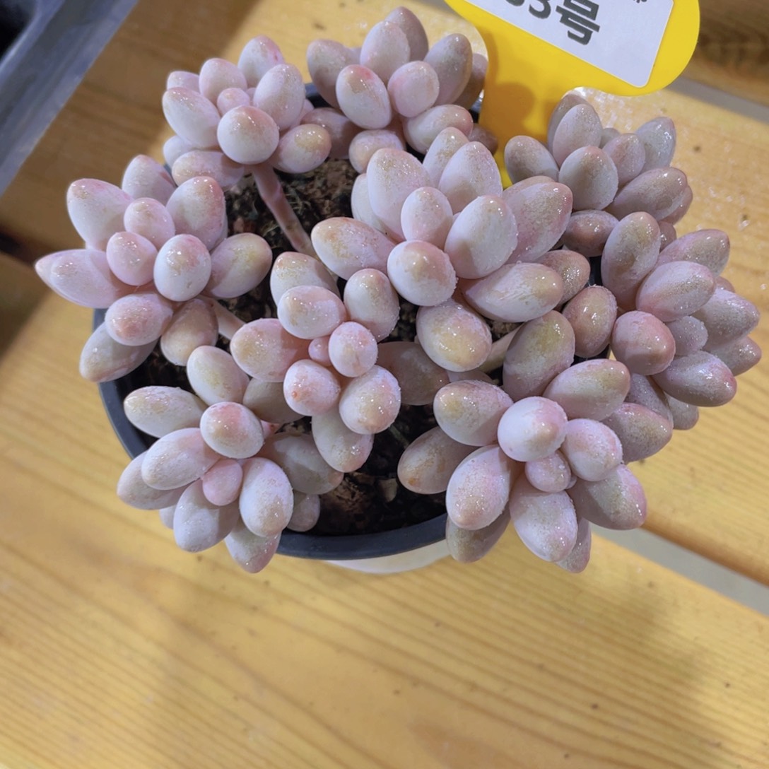 983号 捧花汤圆大群生