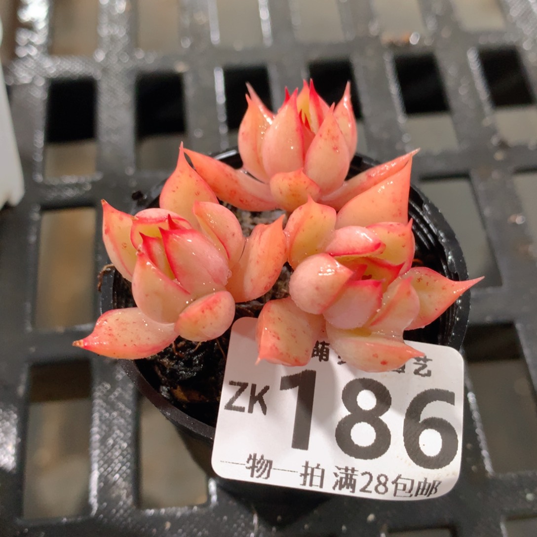 肉萌萌拇指盆精控多肉ZK186