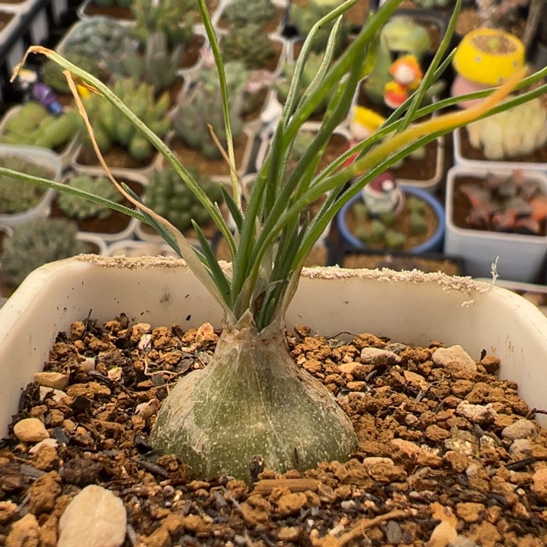 136多肉百科小海葱