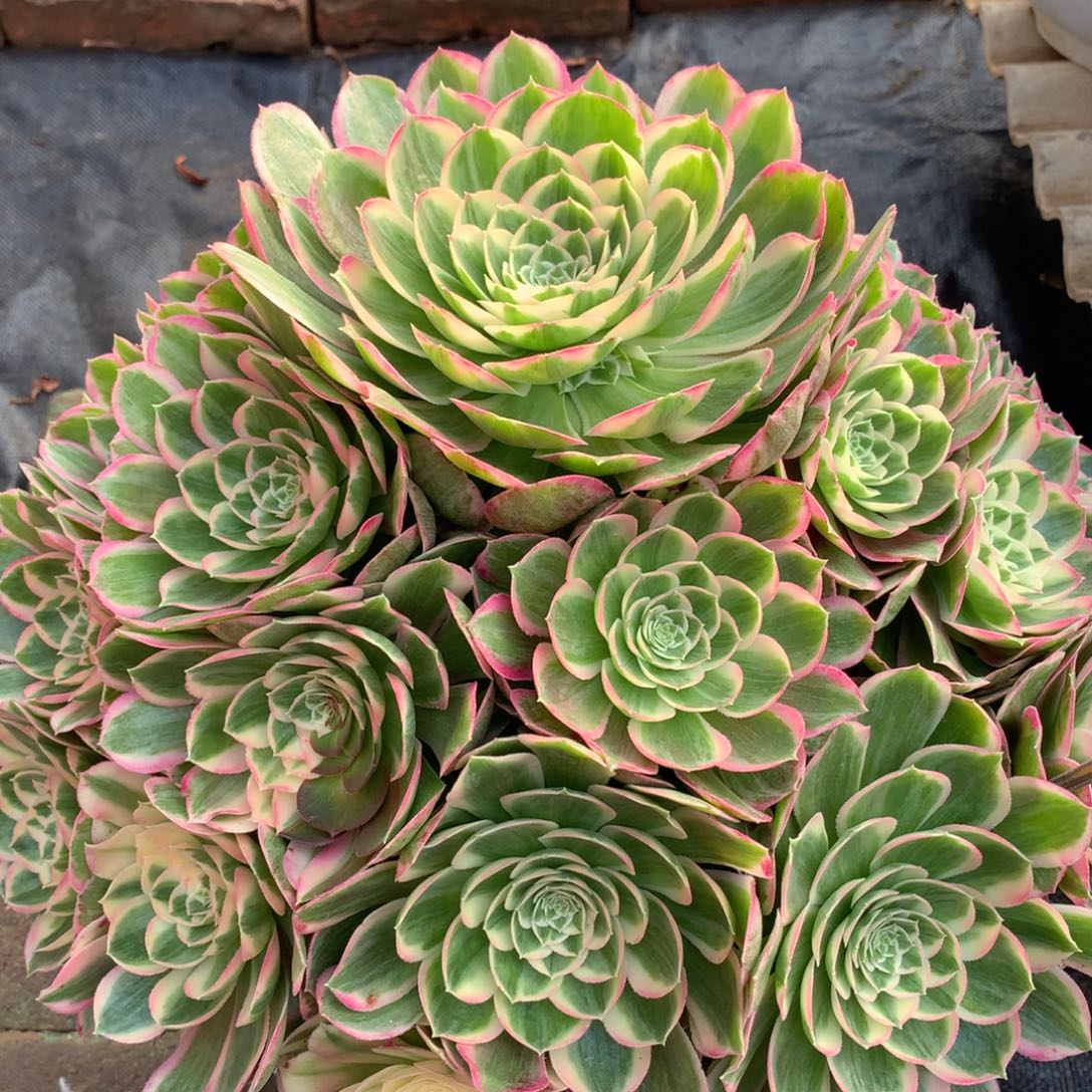 大颗孔雀翎，多肉植物