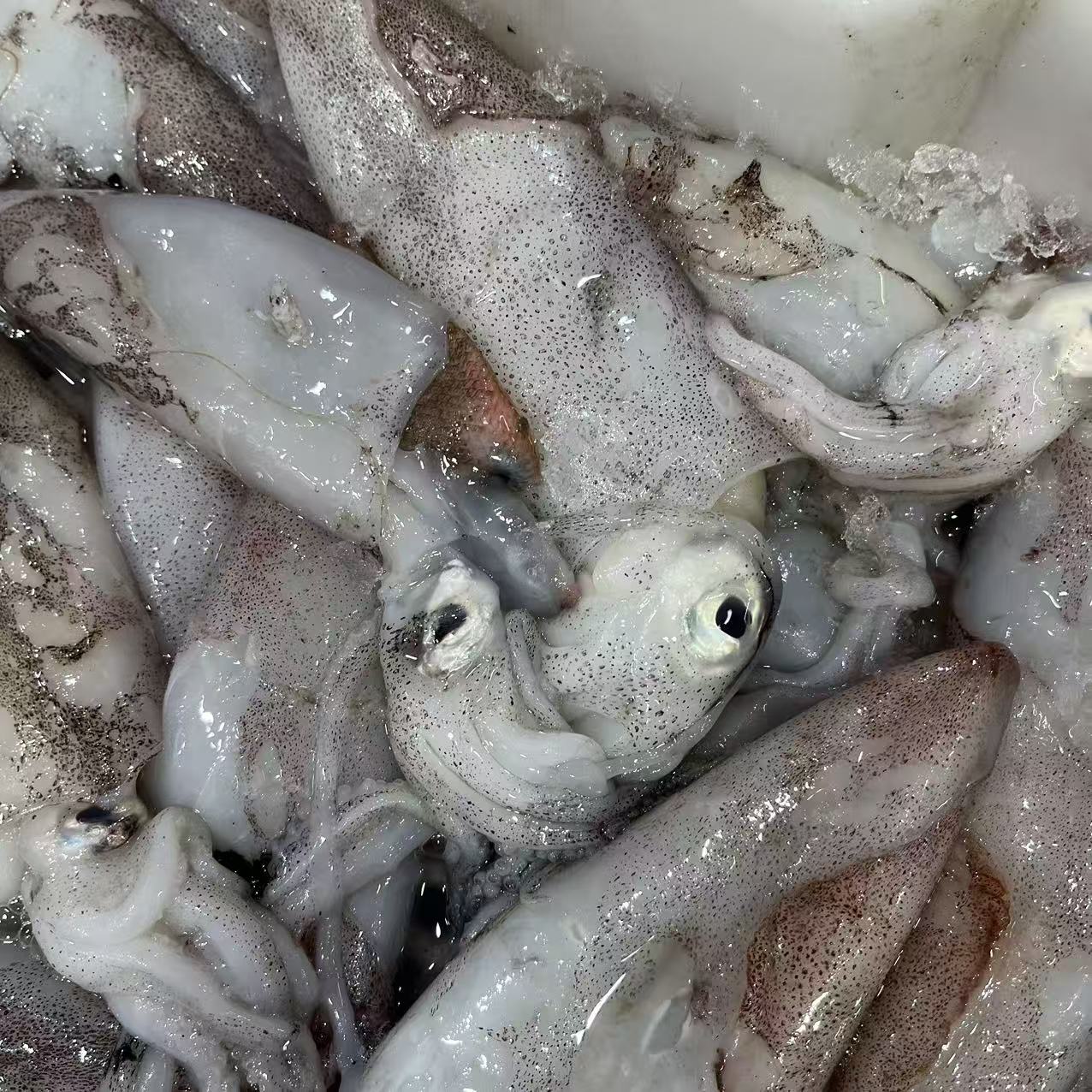 【拖网鱿鱼】海产品鱿鱼鱿鱼营养美味鲜甜