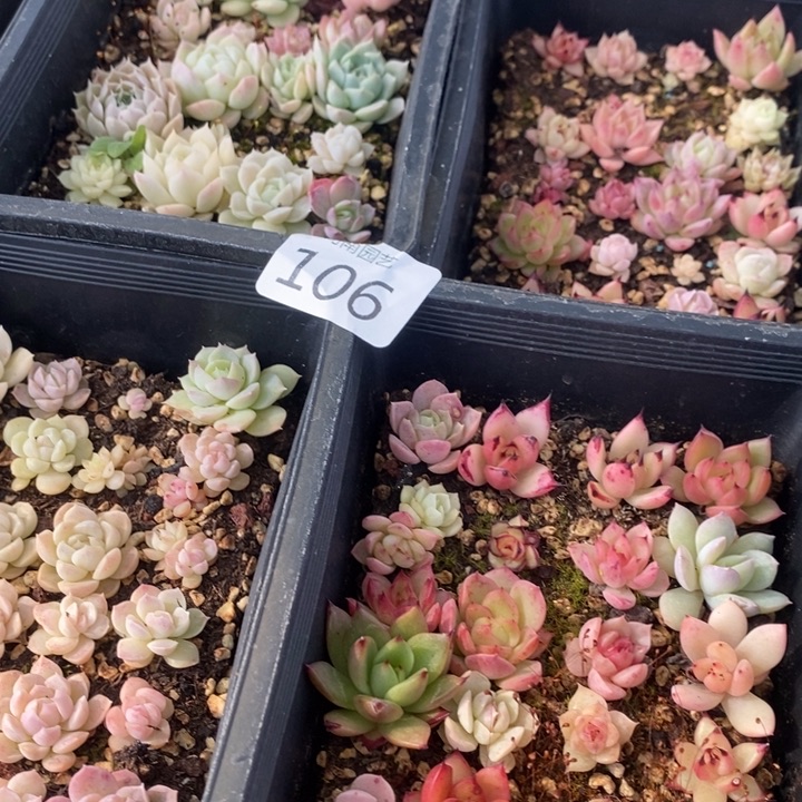 106 多肉植物盆栽花卉