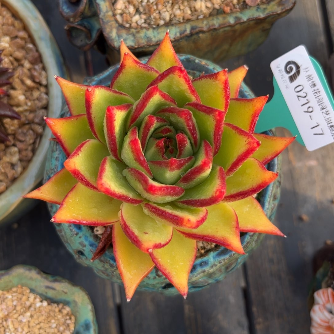 多肉一物一拍0219-17黄金天灯