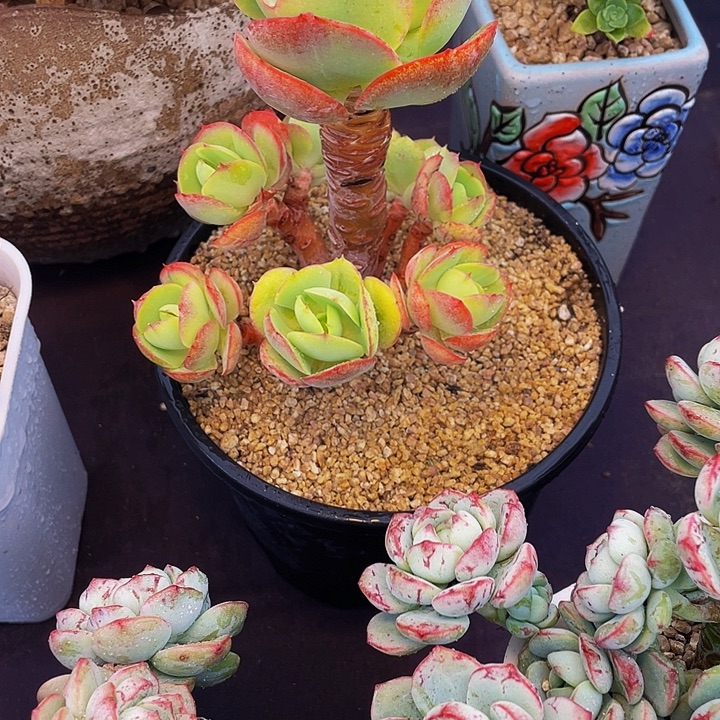 ****笨寄养多肉植物碧桃