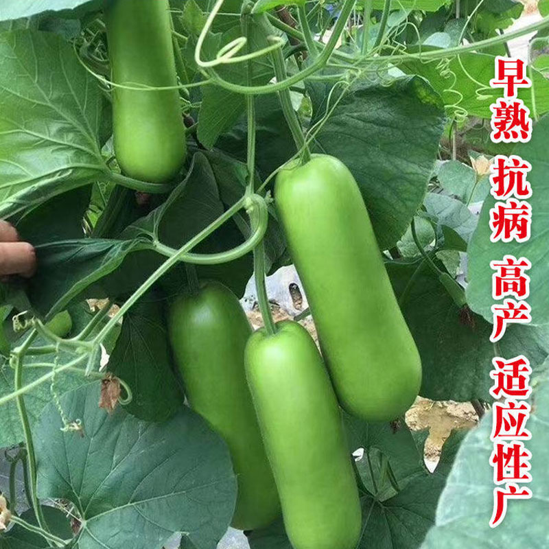【全店满5包包邮】瓠瓜种春夏秋季短棒高产瓠子瓜籽蒲瓜耐热菜种孑