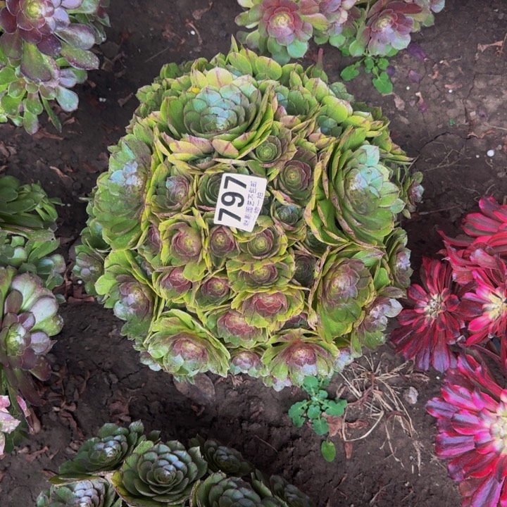 拉丝花27-46包邮花花