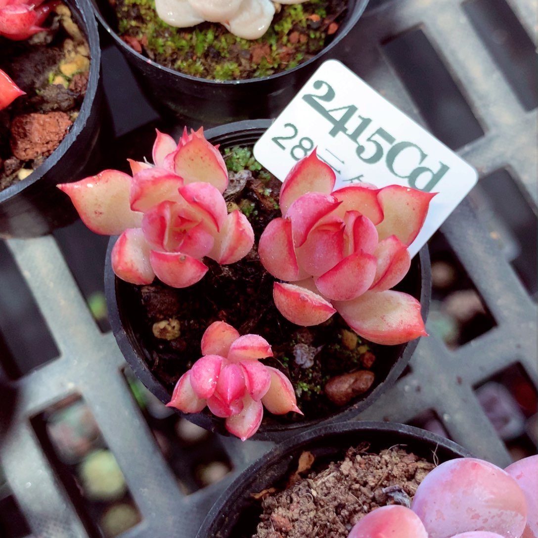 5厘米盆精控多肉2415