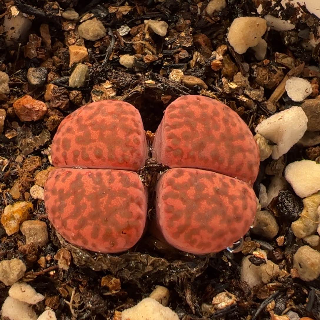 063多肉植物百科