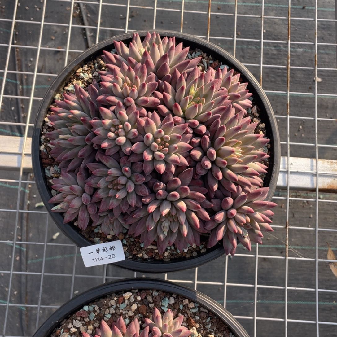 1**一1114-20-如烟。。。。，。。