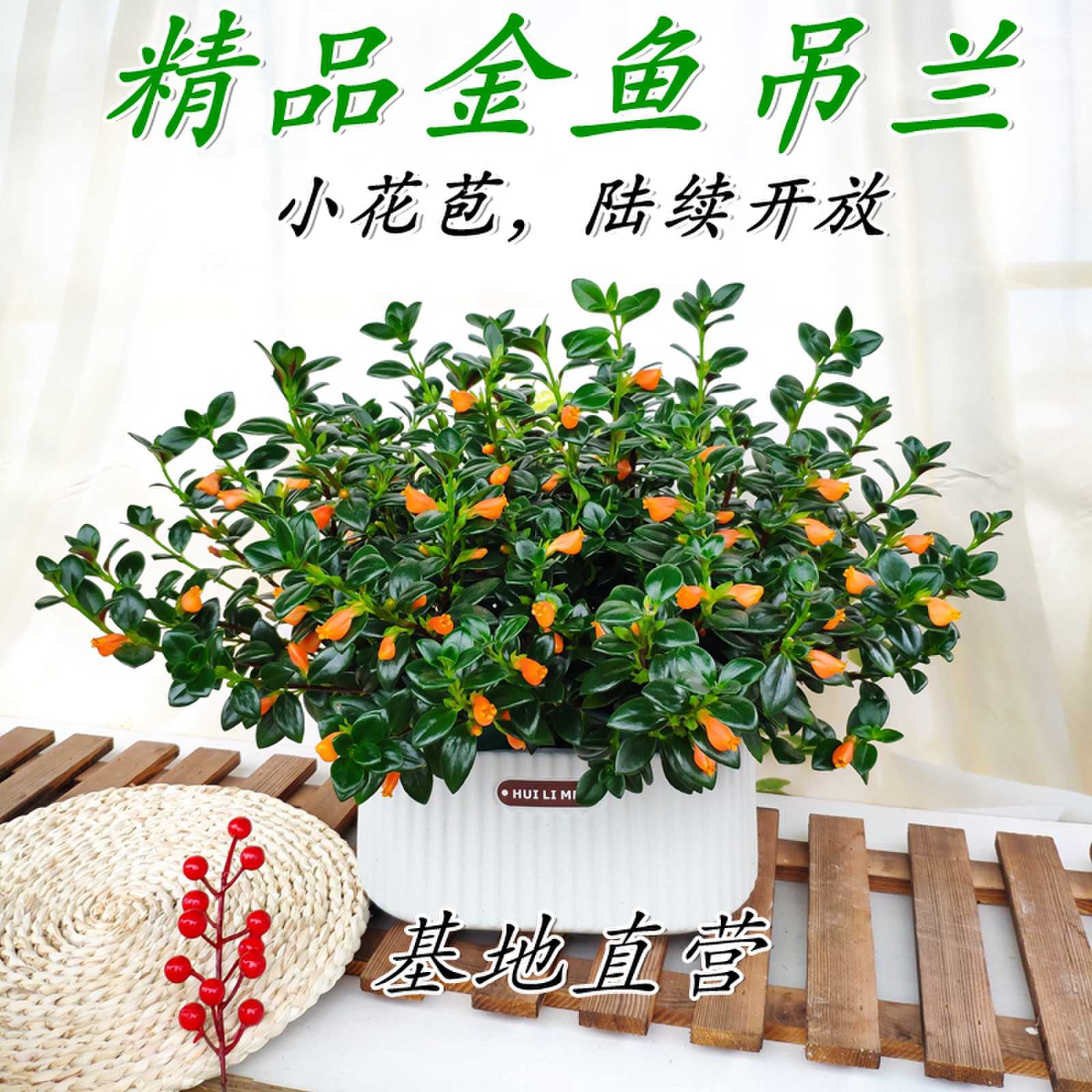 精选金鱼吊兰雅雯盆带花苞室内外好养植物阳台小院四季常青花卉