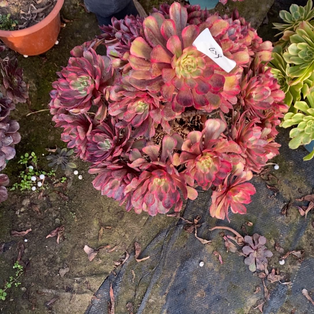不开花植物659号十里红妆多肉1颗
