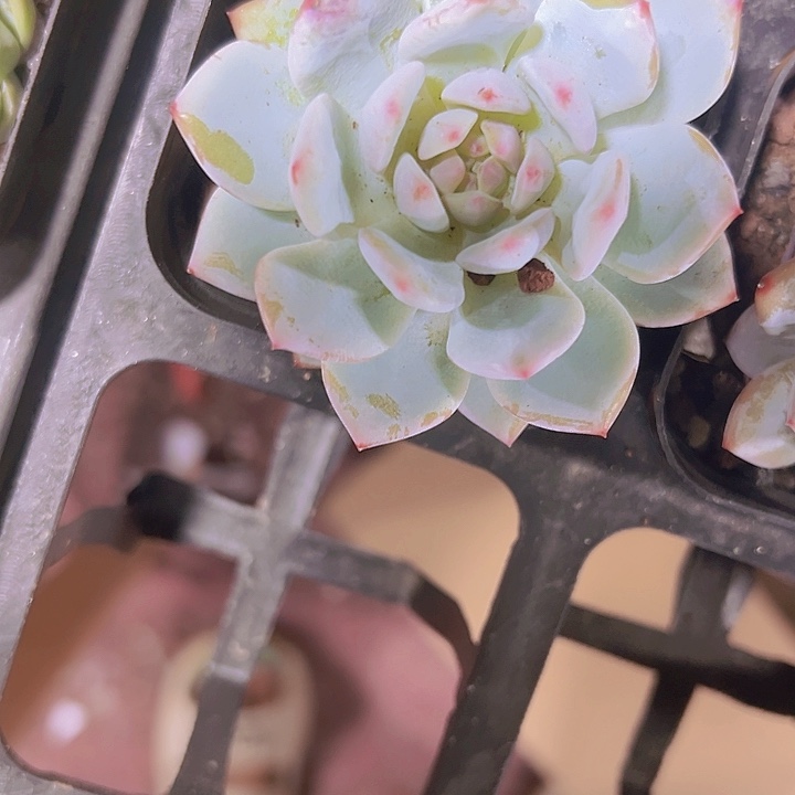 玉芙蓉精品多肉植物